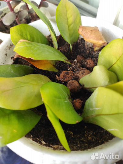 Замиокулькас