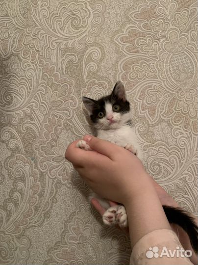 Кошка в дар бесплатно