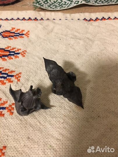 Семена рогульника