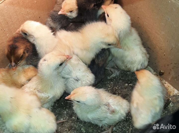 Кролик курица,утка, циплята,гусь,ежик в аренду