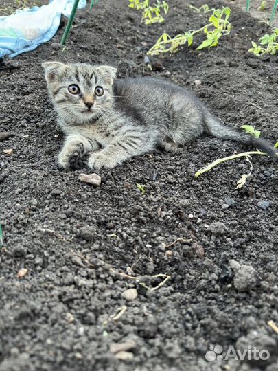 Котята в добрые руки даром