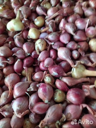 Лук семейный и чеснок