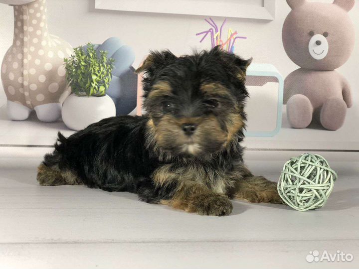 Йорик мальчишка