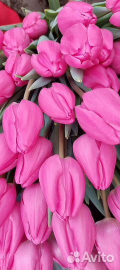 Тюльпаны к 8 марта