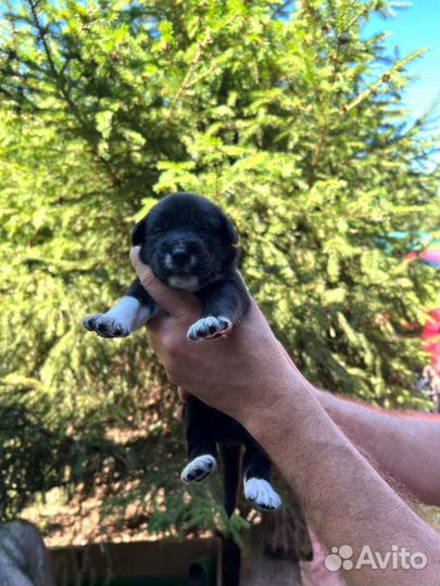 Щенки в добрые руки