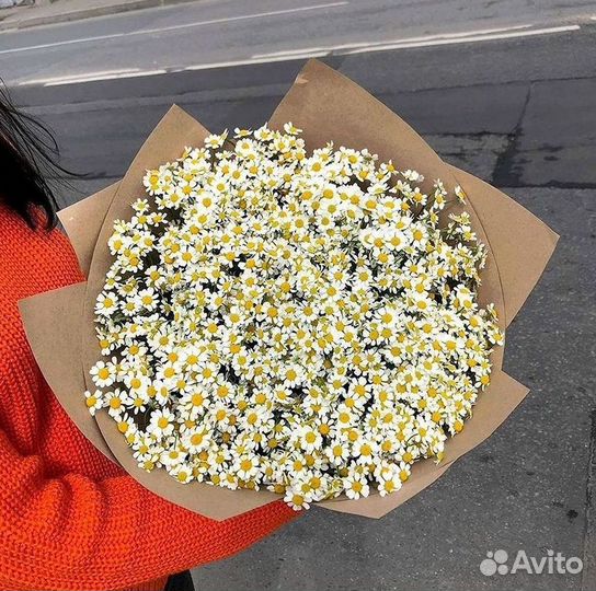 Цветы ромашки