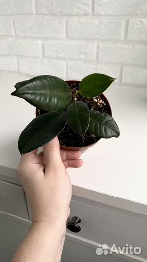 Фикус эластика Абиджан, цветы для дома и офиса