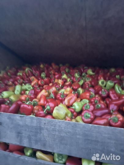 Перец сладкий