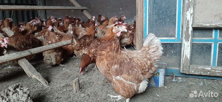 Куры несушки молодые