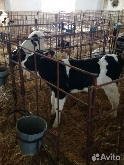 Бычки на продажу