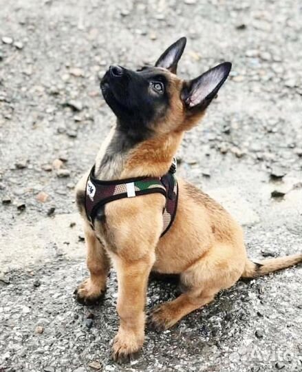 Кинолог с выездом