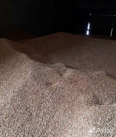 Кормовая кукуруза, Ячмень яровой корма