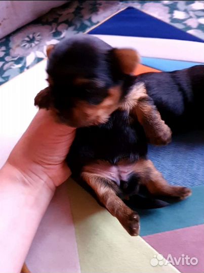 Йоркширский терьер мини беби фейс щенки