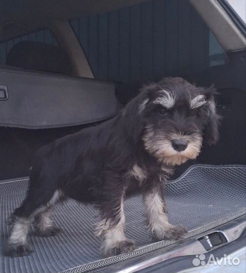 Цвергшнауцер щенки