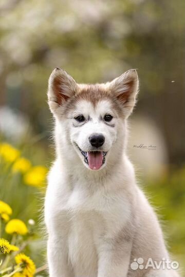 Аляскинский маламут