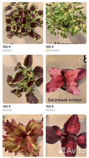 Колеусы вегетативные