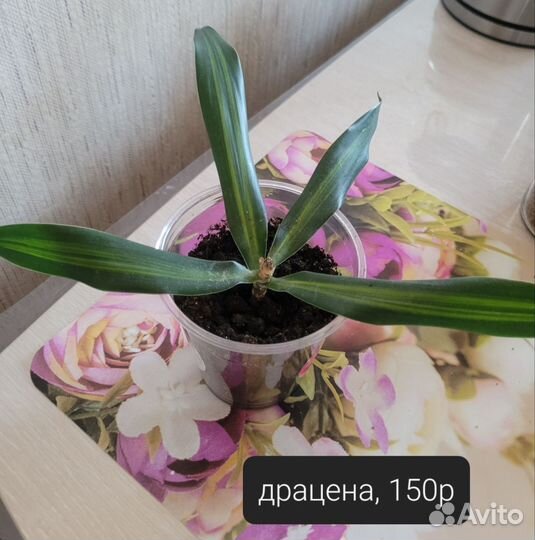 Комнатные цветы
