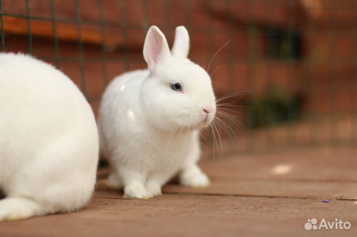 Кролики Гермелин