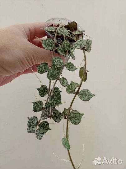 Хойи: Куртизи, DS - 70, Макрофила