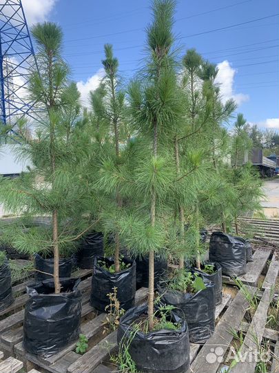 Сосна сибирская, кедр сибирский саженцы