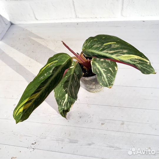 Строманта Magic Star