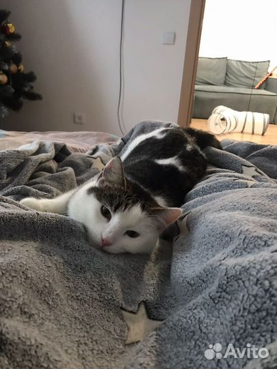 Кошка для любящих мам и пап