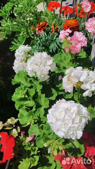 Комнатные растения герань, аихризон