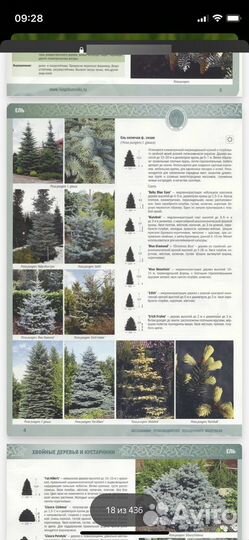 Каталог древесных растений аппм