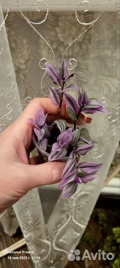 Коллизия и традесканция