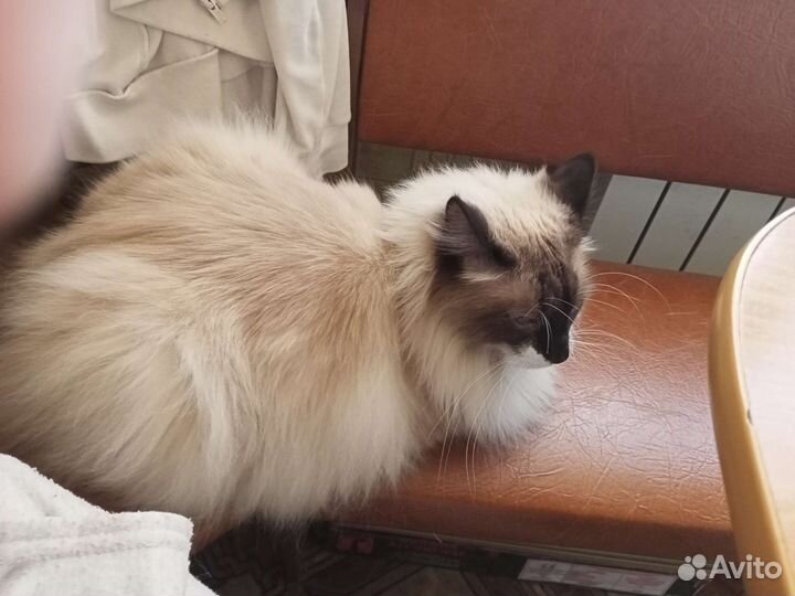 Передержка животных