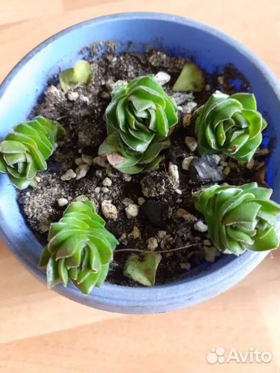 Крассулы, эчеверии, замеокулькас черный