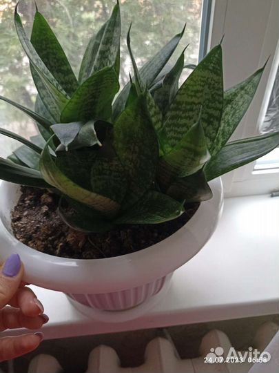 Сансевиерия