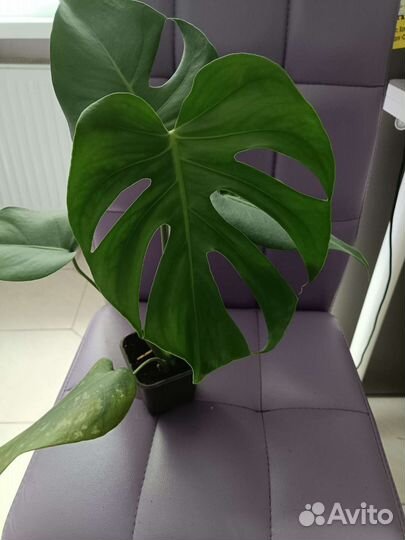 Цветы комнатные