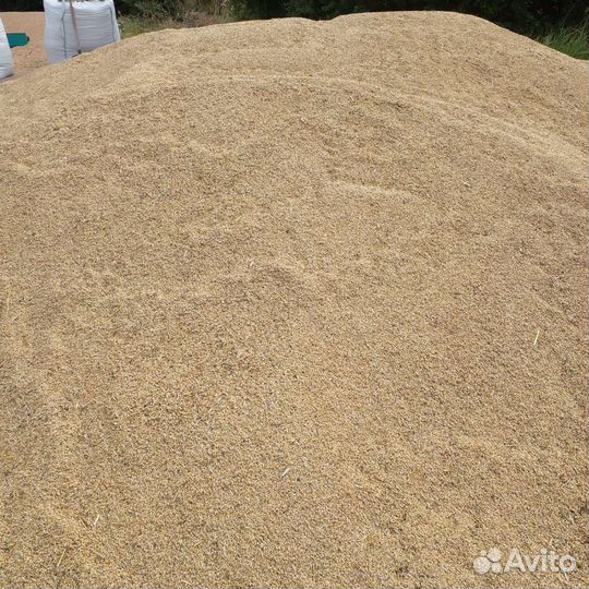 Ячмень Пшеница