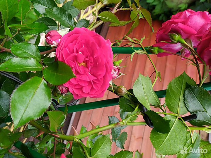 Роза плетистая до 3-х метров