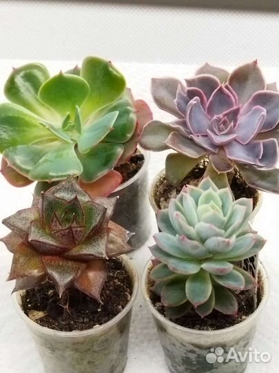 Редкие суккуленты набор 5