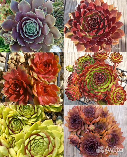 Молодила сортовые (sempervivum)