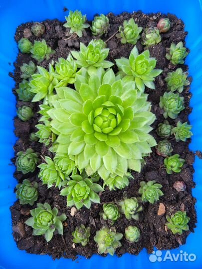 Молодило каменная роза