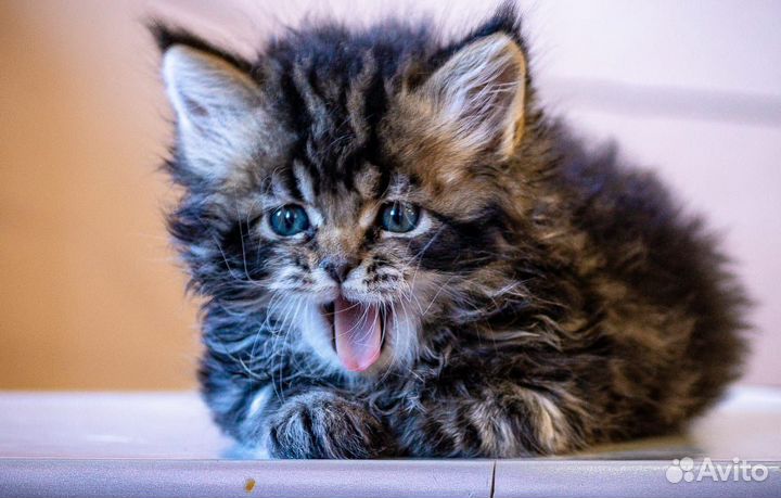 Котята майкун