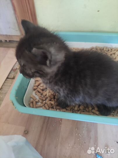 Отдам котят в добрые руки
