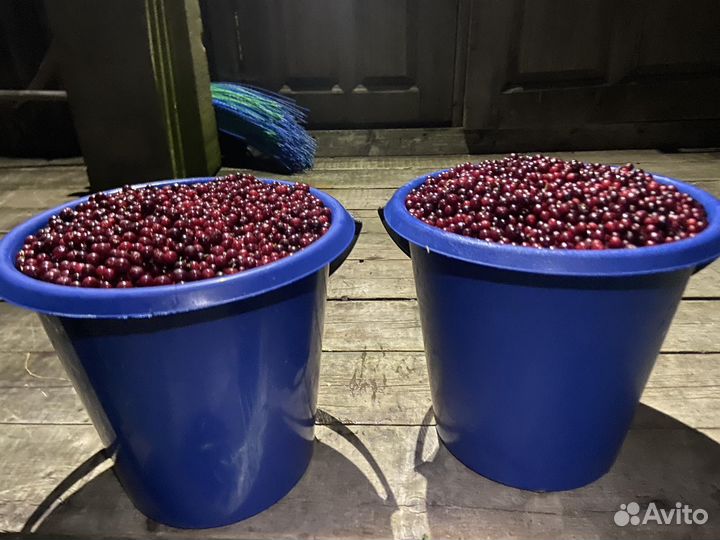 Продам бруснику