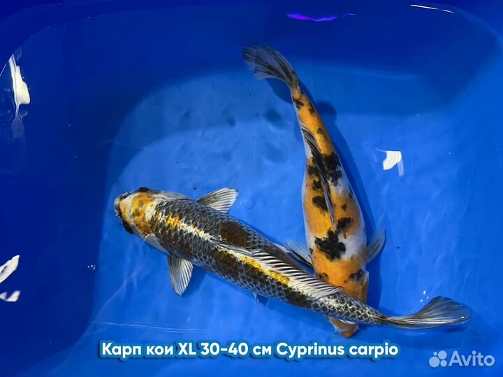 Прудовые рыбы (караси, карпы кои)