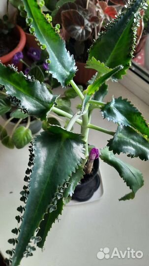 Комнатные цветы