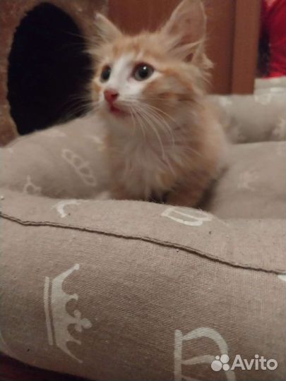 Котёнок мальчик в добрые руки