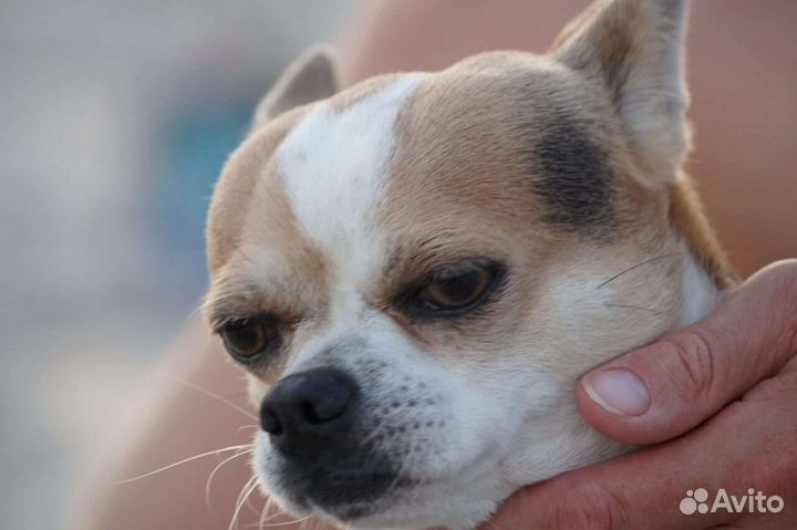 Вязка кобель чихуахуа