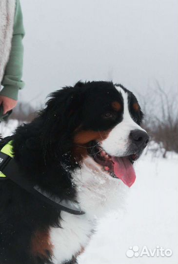 Вязка кобель Бернского зенненхунда