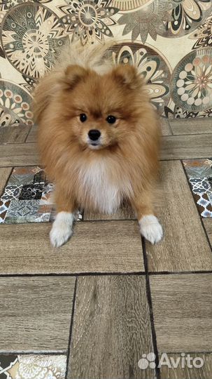 Вязка собак шпиц