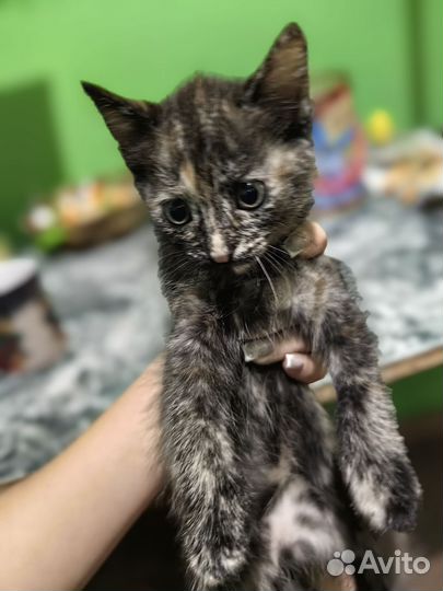 Трёхцветная девочка