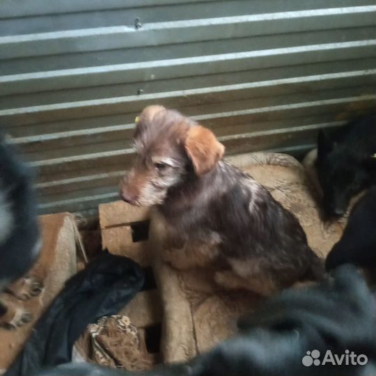 Маленький терьерчик