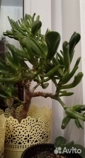 Крассула хоббит